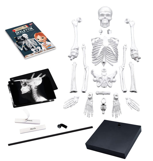 GIANT SKELETON 85CM