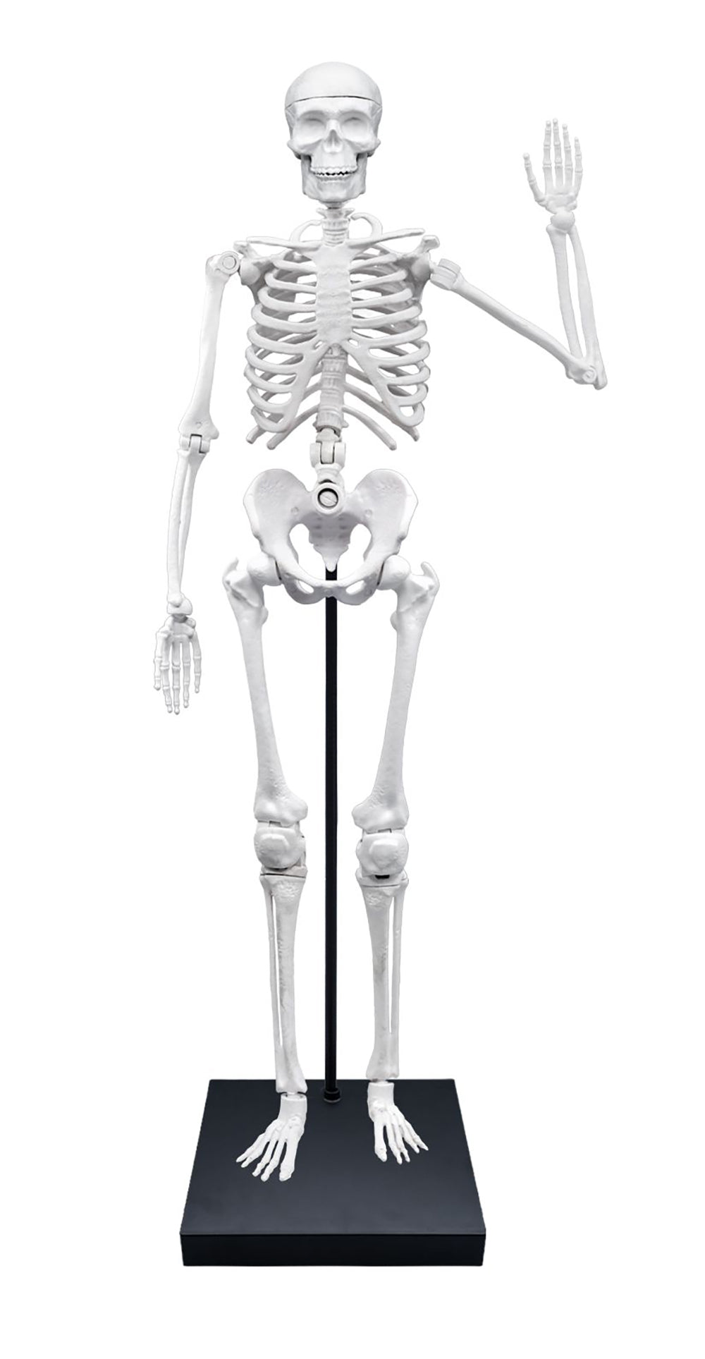 GIANT SKELETON 85CM