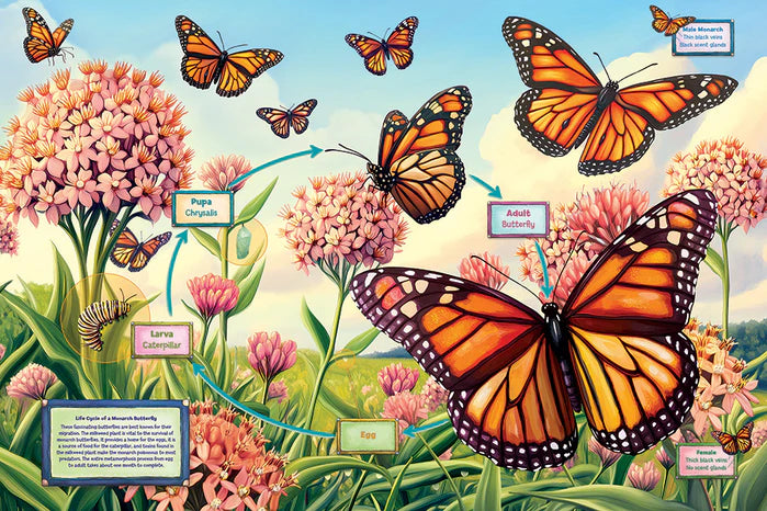 Life Cycle of a Monarch Butterfly Floor Puzzle - 35 Pieces