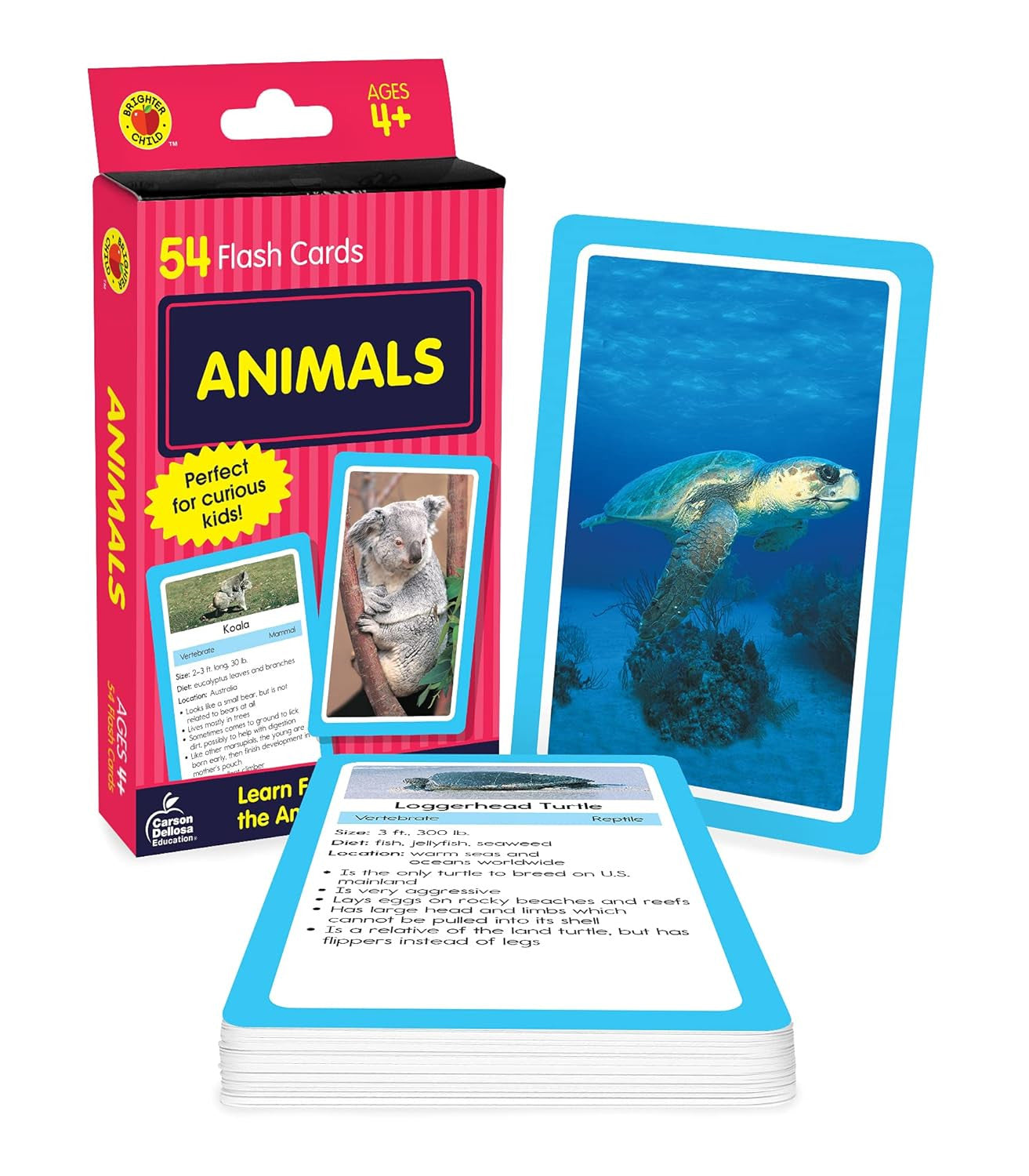 Animals Flash Cards
