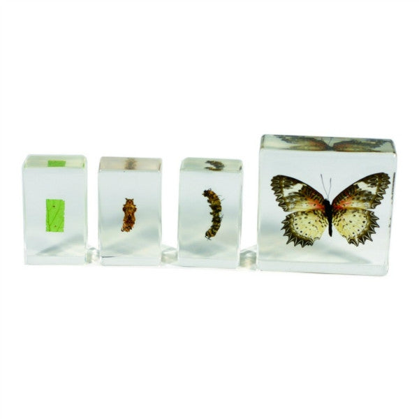 Butterfly Life Cycle 4Pcs