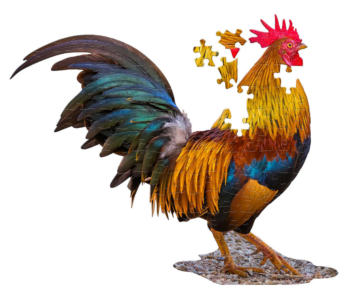 I AM Lil' Rooster (100 pieces)