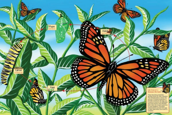 Life Cycle Of A Monarch Butterfly