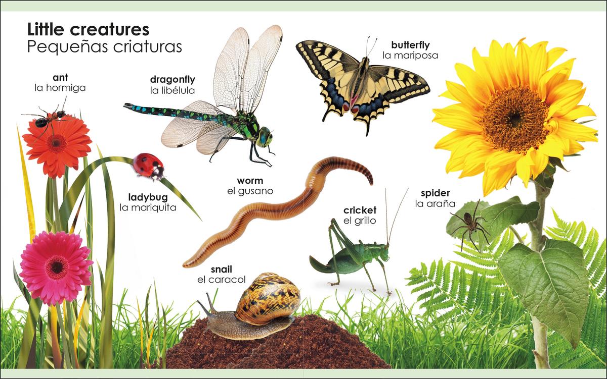 My First Bilingual Animals