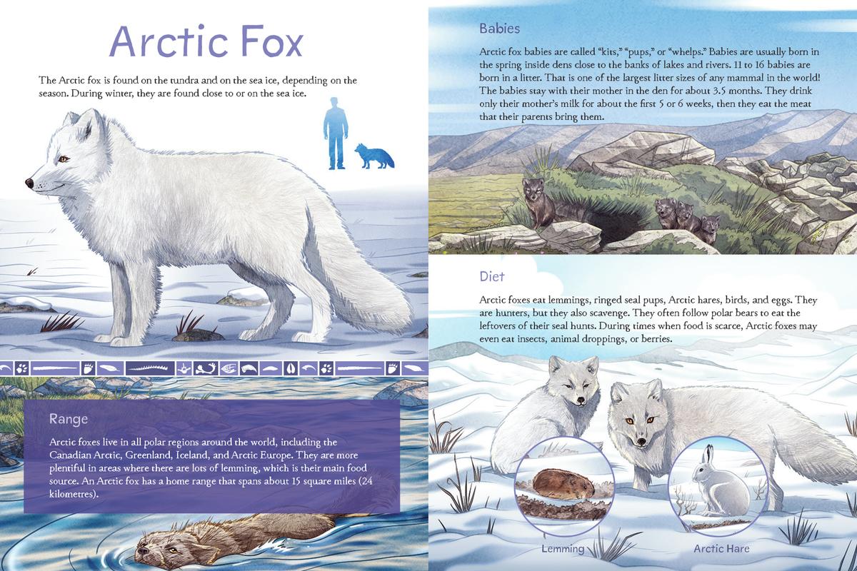 Animals Illustrated: Arctic Land Mammals