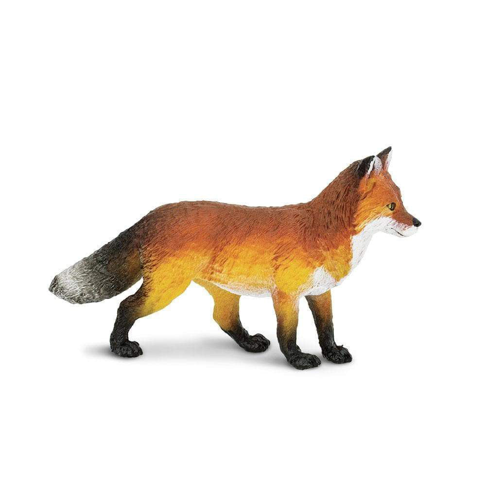 North American Fox