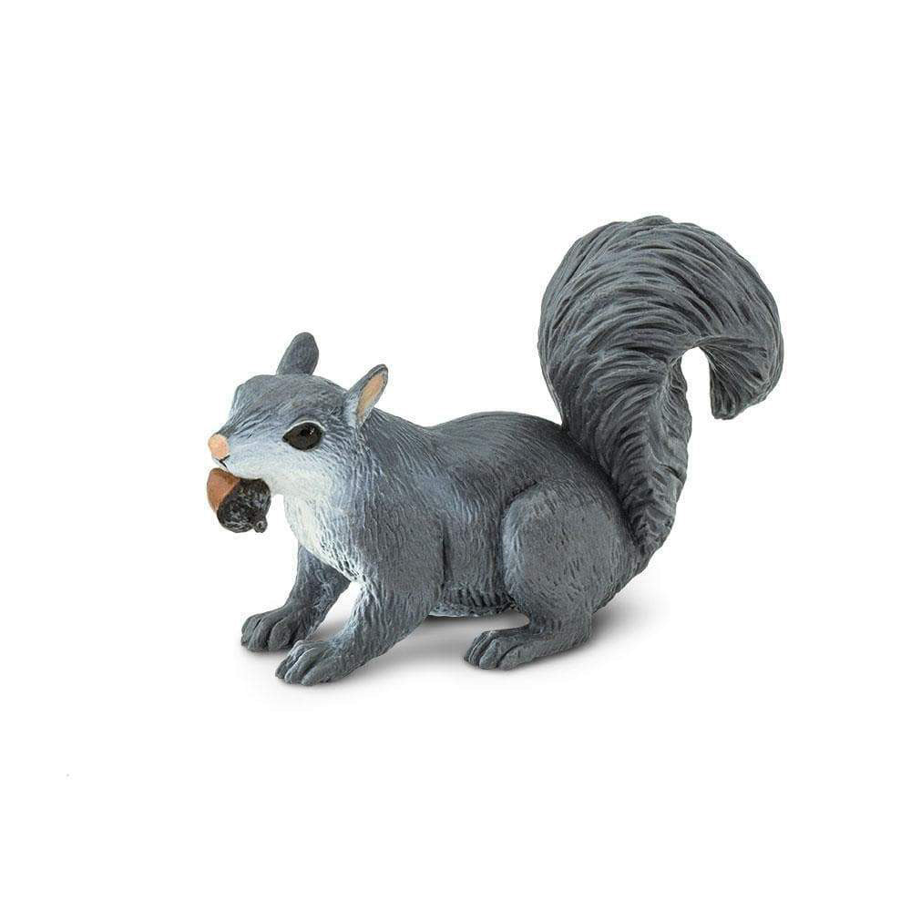 North American Grey Squirrel