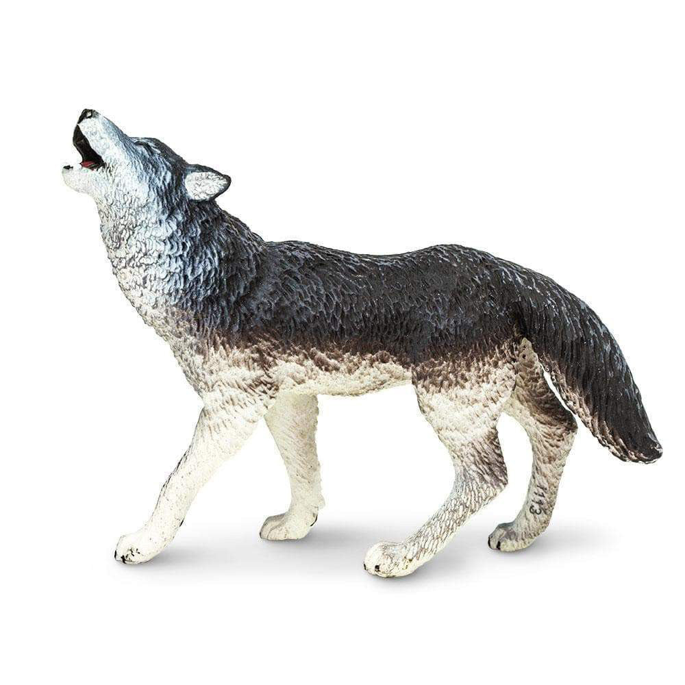 North American Grey Wolf