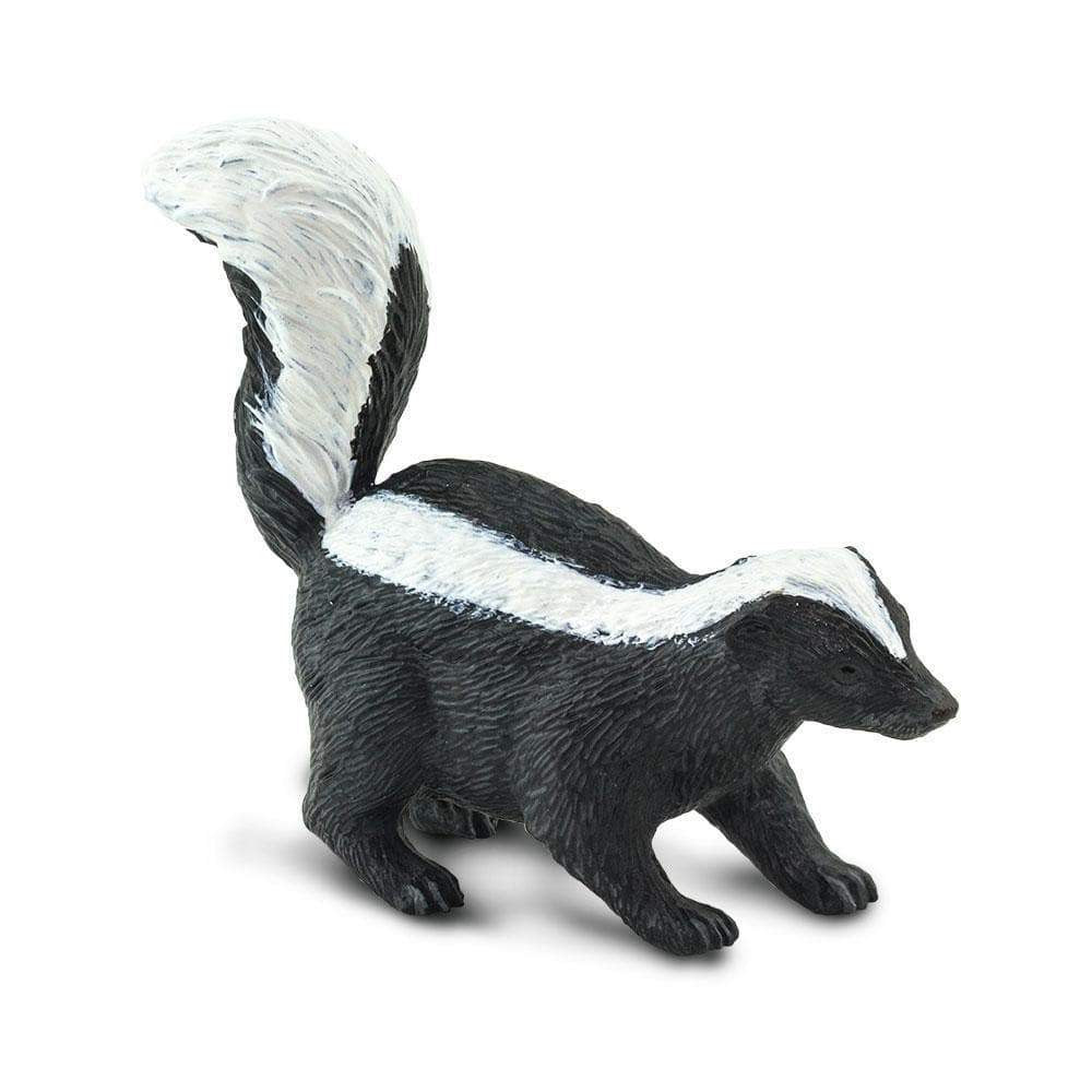 North American Skunk