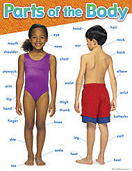 Science Learning Charts - Parts of the body