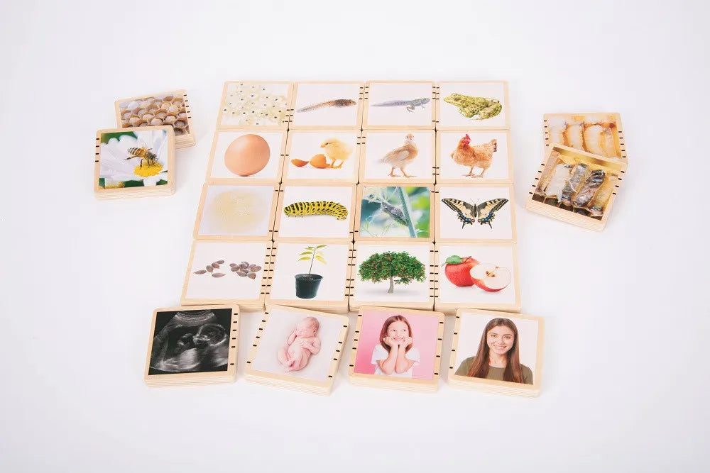 Wooden Lifecycle Tiles - 24 Pieces