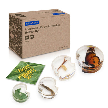 Specimen Life Cycle Puzzles - Butterfly
