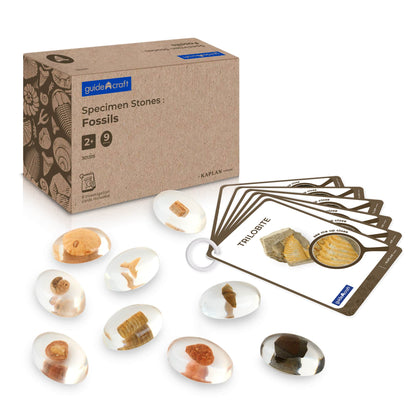 Specimen Stones - Fossils
