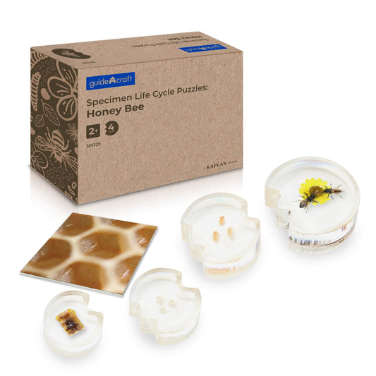 Specimen Life Cycle Puzzles - Honey Bee