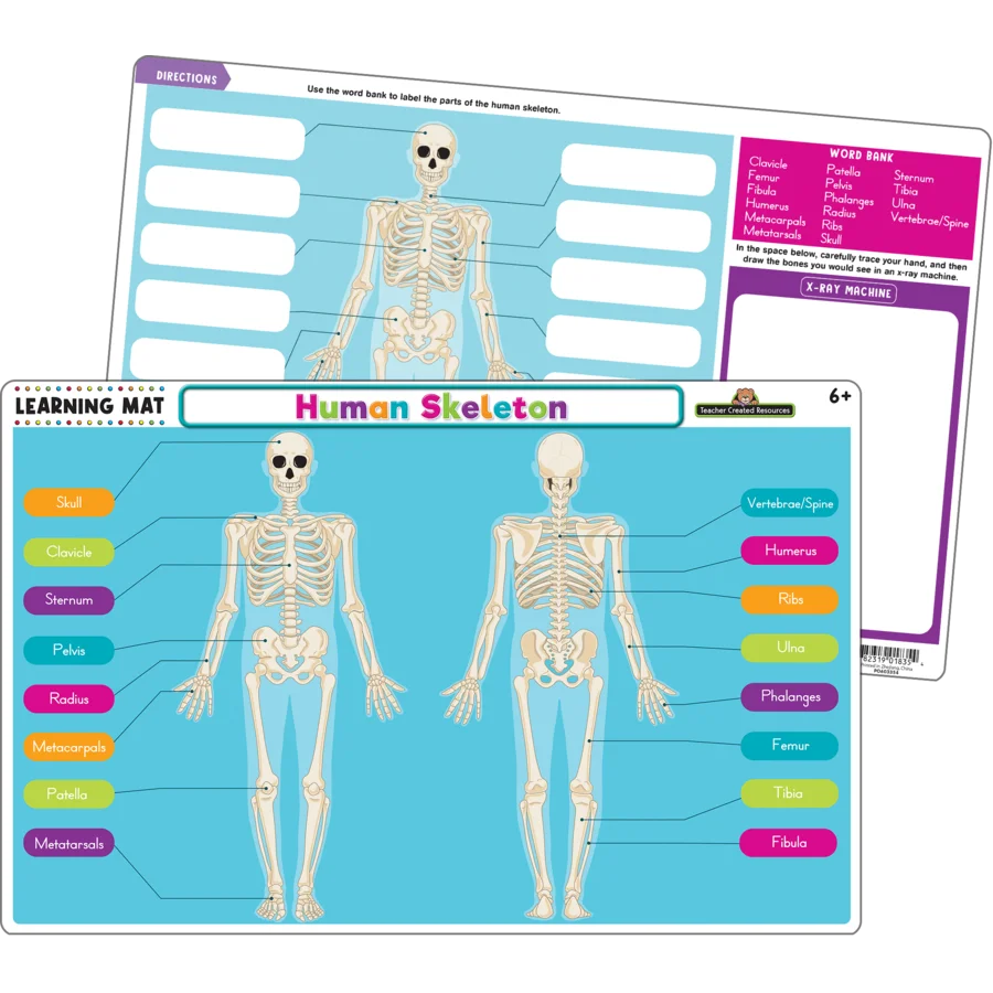 Human Skeleton Learning Mat