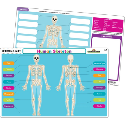 Human Skeleton Learning Mat