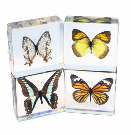 4 Piece Butterfly Collection