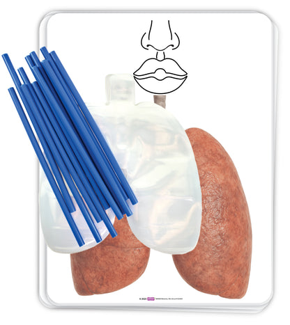 Big Breath Respiratory System Model