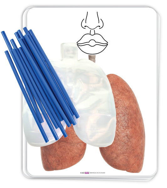 Maquette du système respiratoire Big Breath