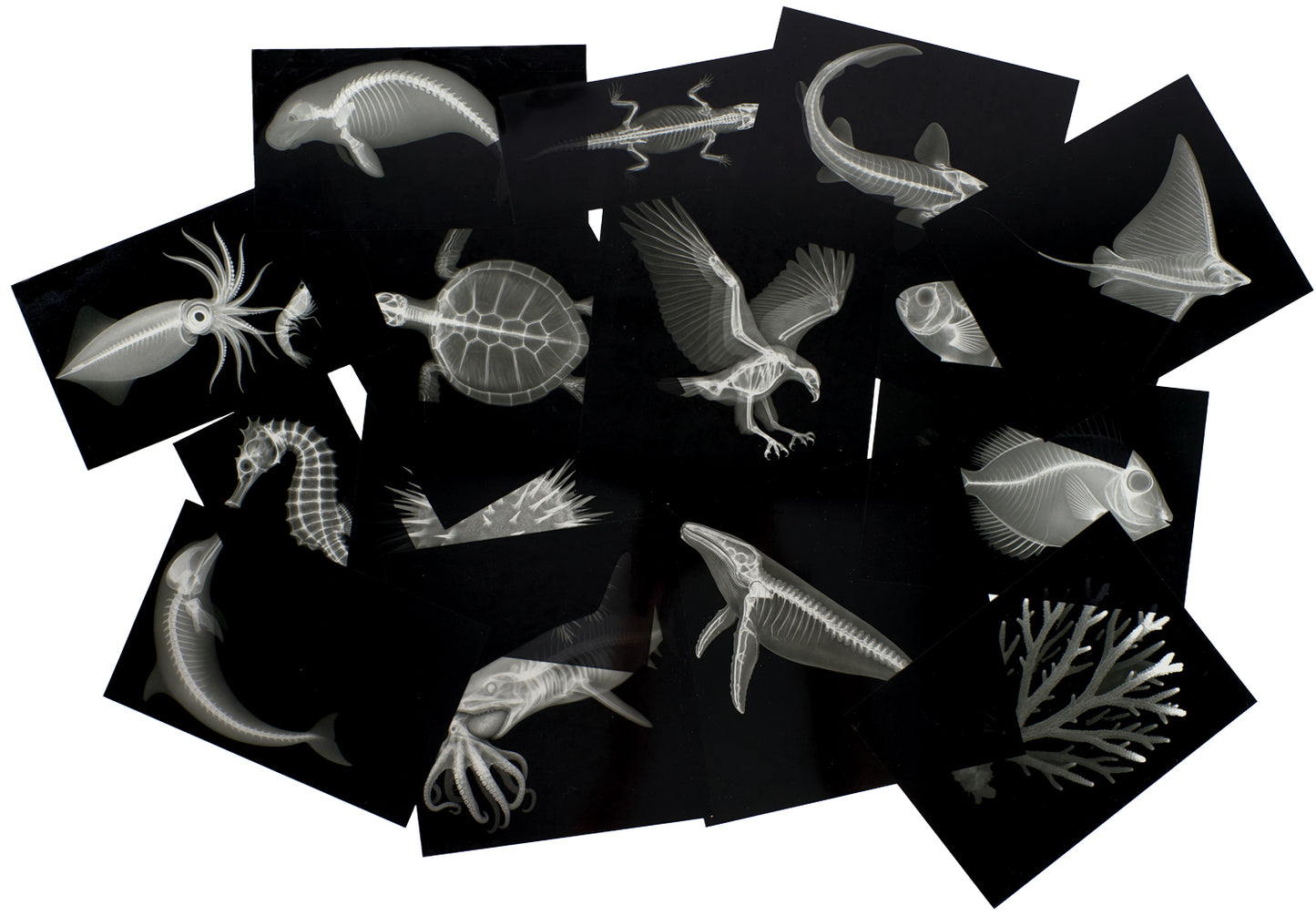Great Barrier Reef X-Rays Cards