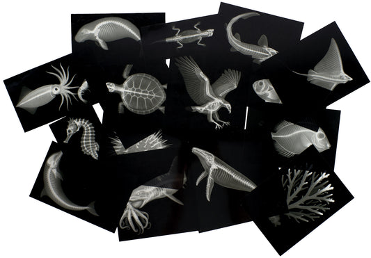 Cartes de radiographies de la Grande Barrière de Corail