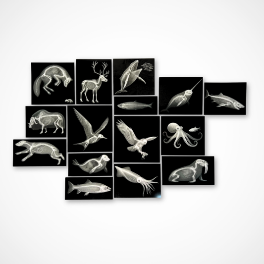Cartes de radiographies d'animaux arctiques