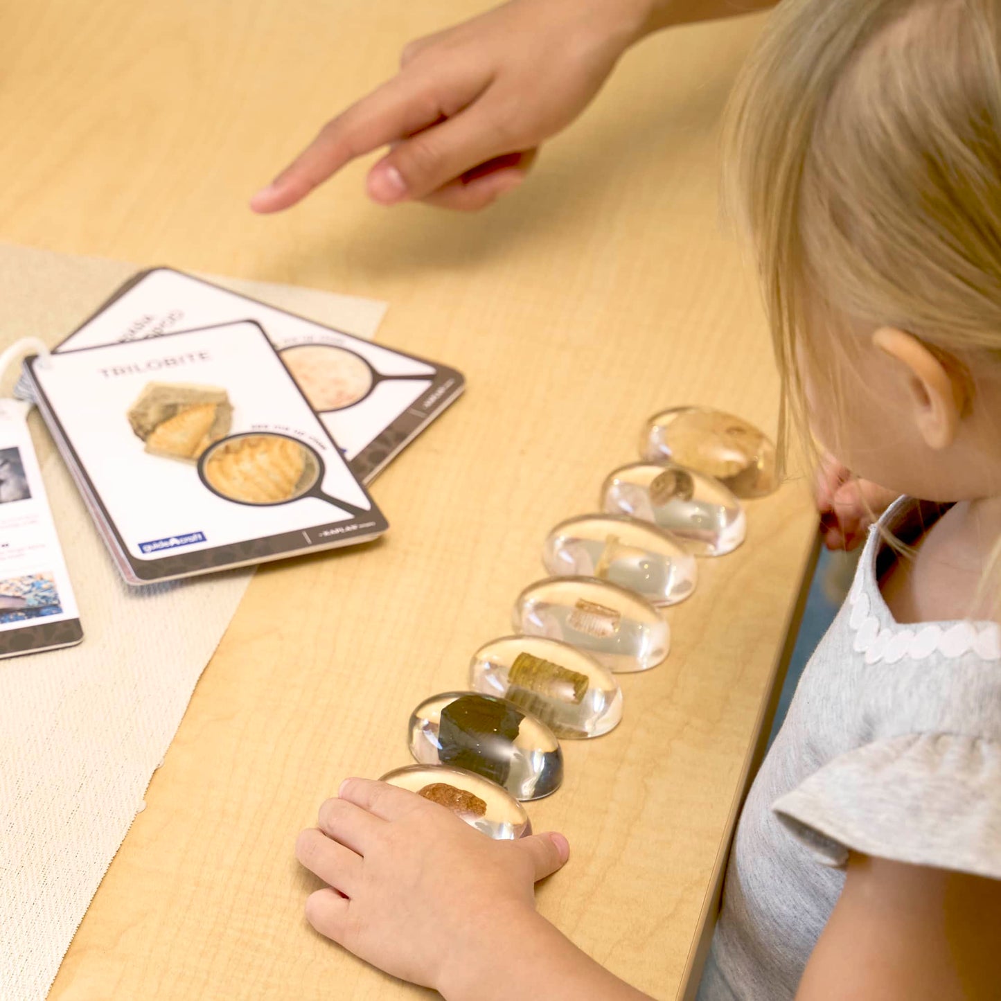 Specimen Stones - Fossils
