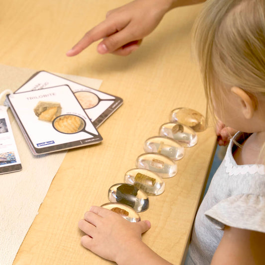 Specimen Stones - Fossils