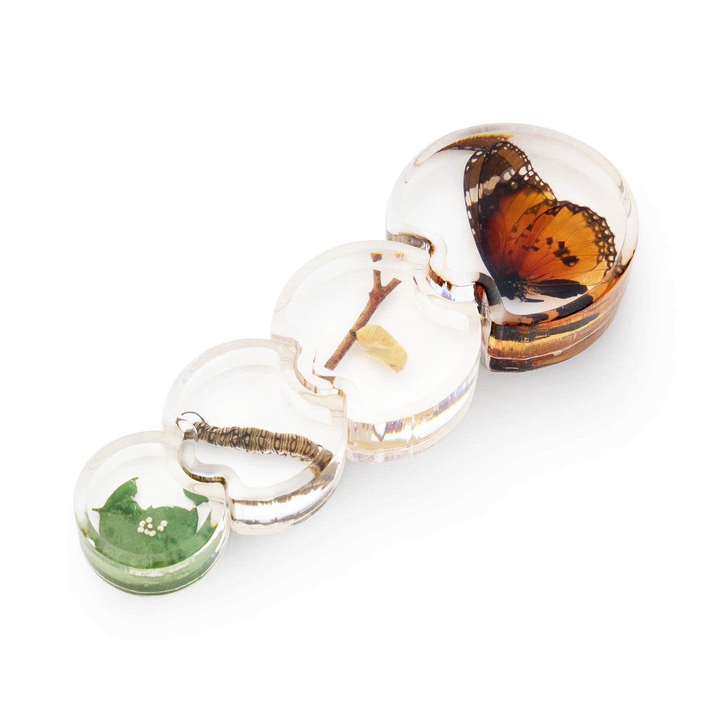 Specimen Life Cycle Puzzles - Butterfly