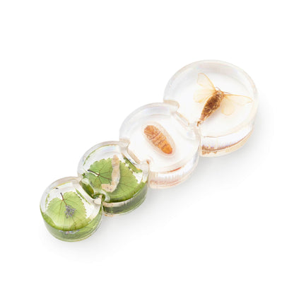 Specimen Life Cycle Puzzles - Moth