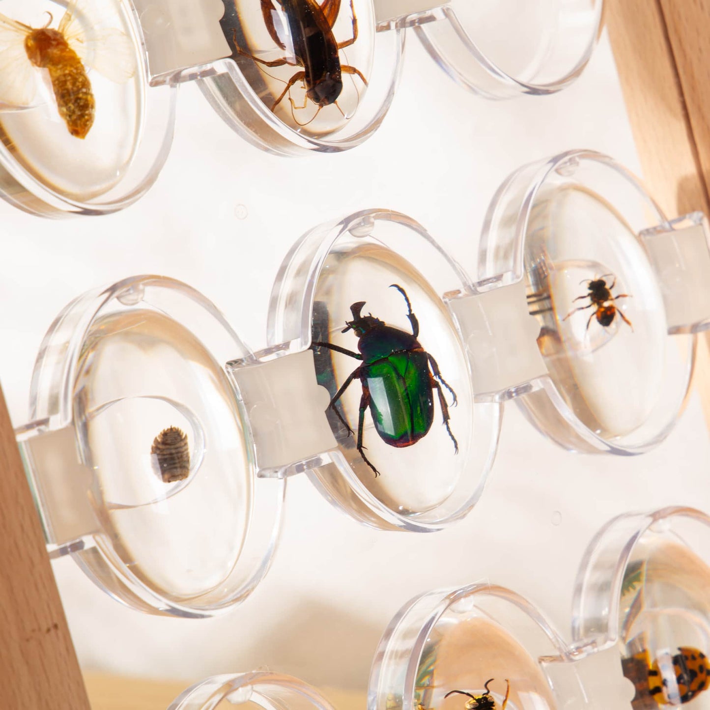 Specimen Stones - Bugs