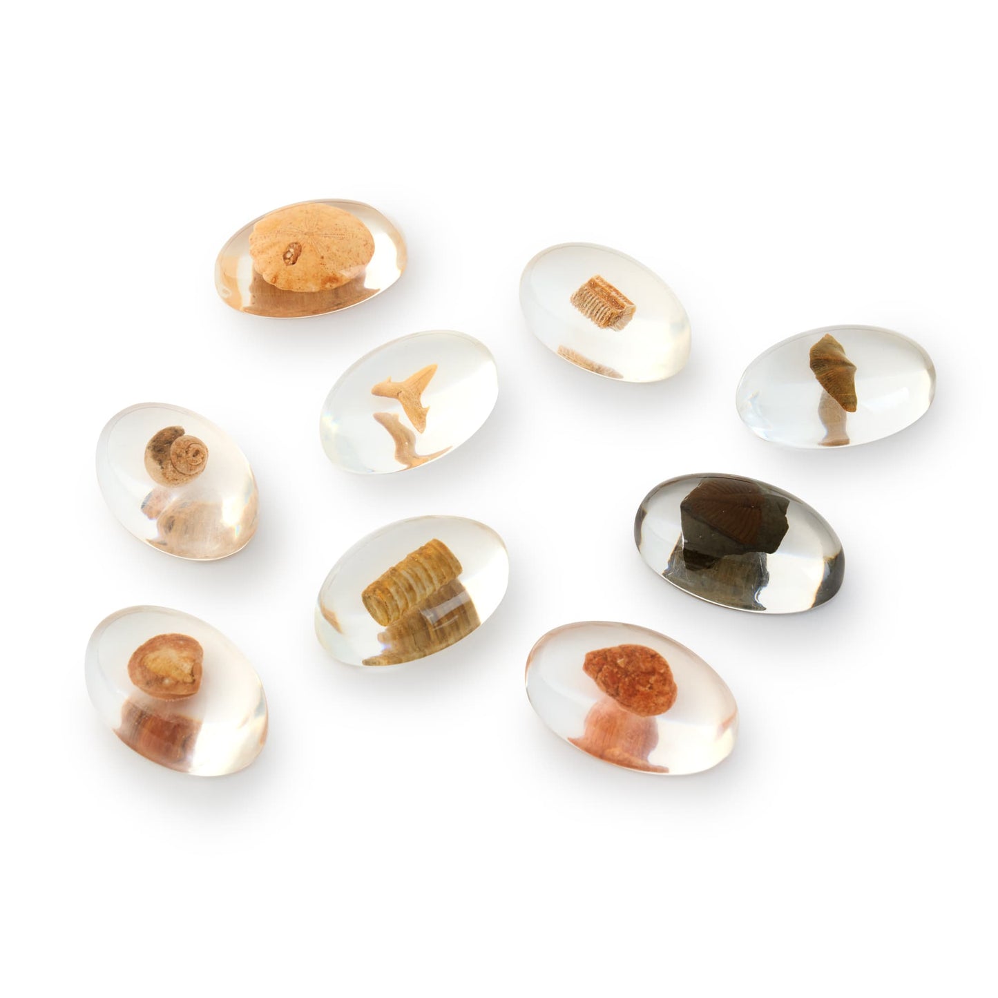 Specimen Stones - Fossils