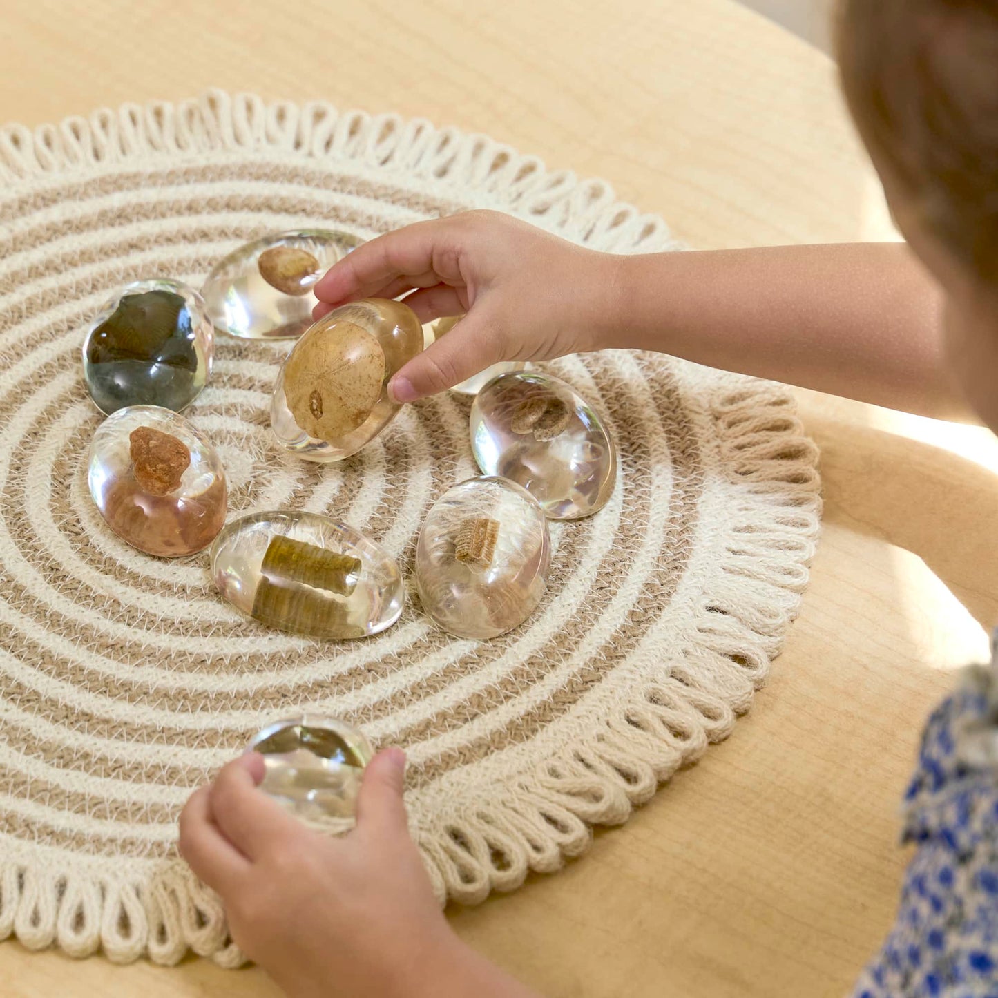 Specimen Stones - Fossils