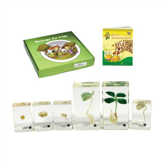 Bean Germination 6Pcs