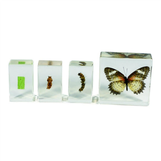 Butterfly Life Cycle 4Pcs