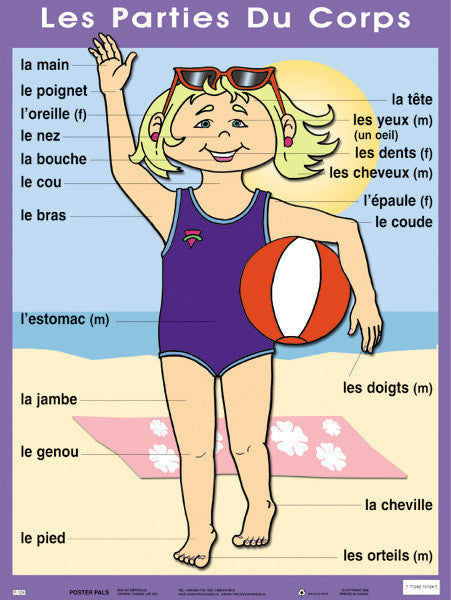 Charts - Les parties du coprs