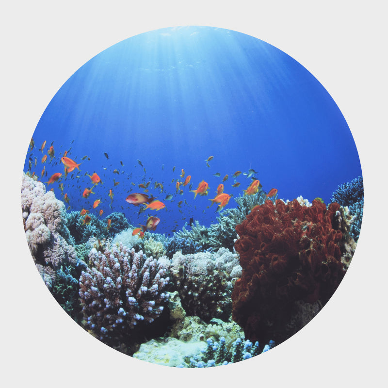 Discovery Play Mat Round (24"D) - Under the Sea