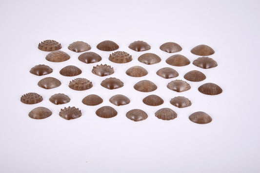 Eco-Friendly Tactile Shells - Pack of 36