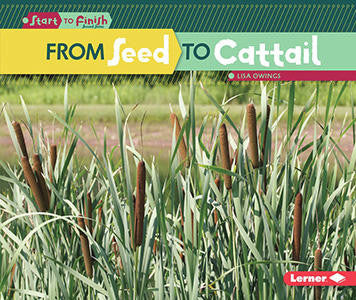 From Seed To Cattail