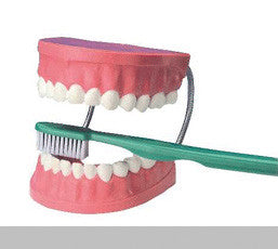 Giant Dental Care Model
