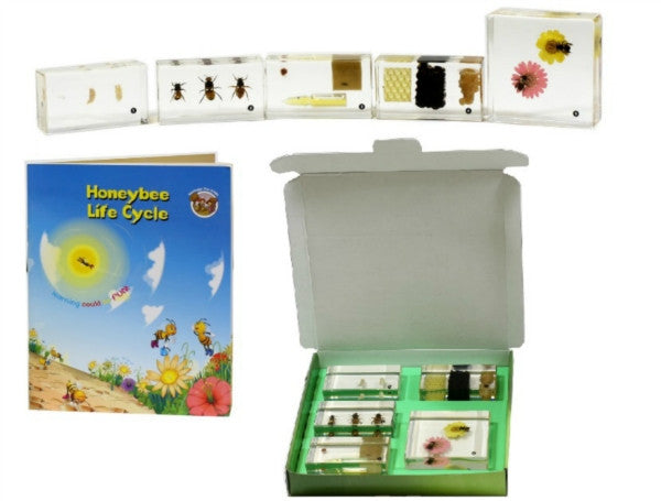 Honey Bee Lifecycle 5Pcs
