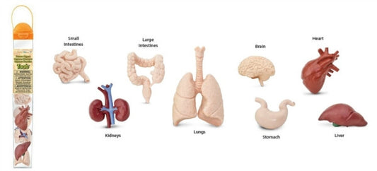 Human Organs TOOB®
