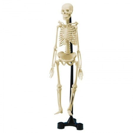 Human Skeleton With Stand