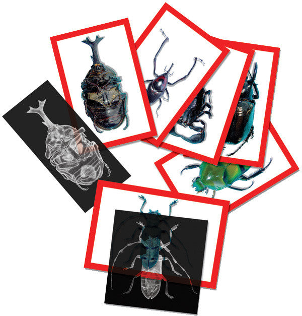 Insect X-rays and Picture Cards