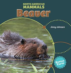 North American Mammals: Beaver