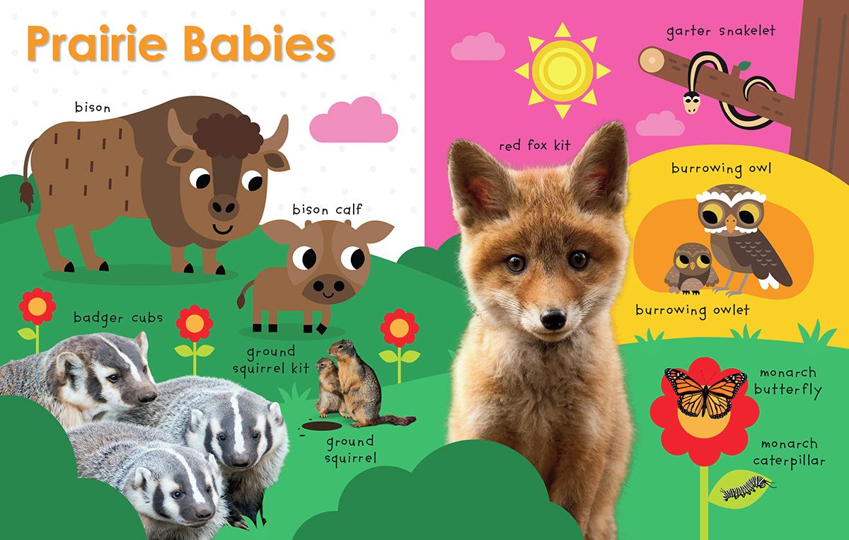 My First Canadian: Baby Animals