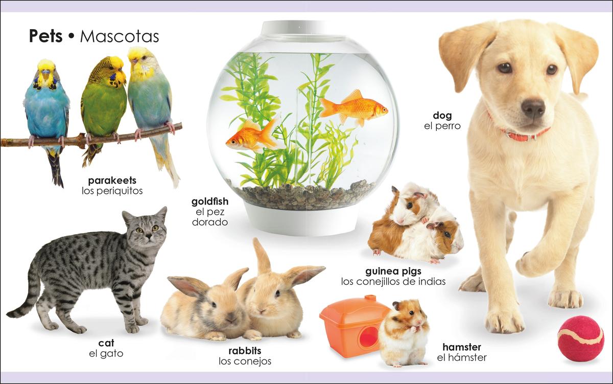 My First Bilingual Animals