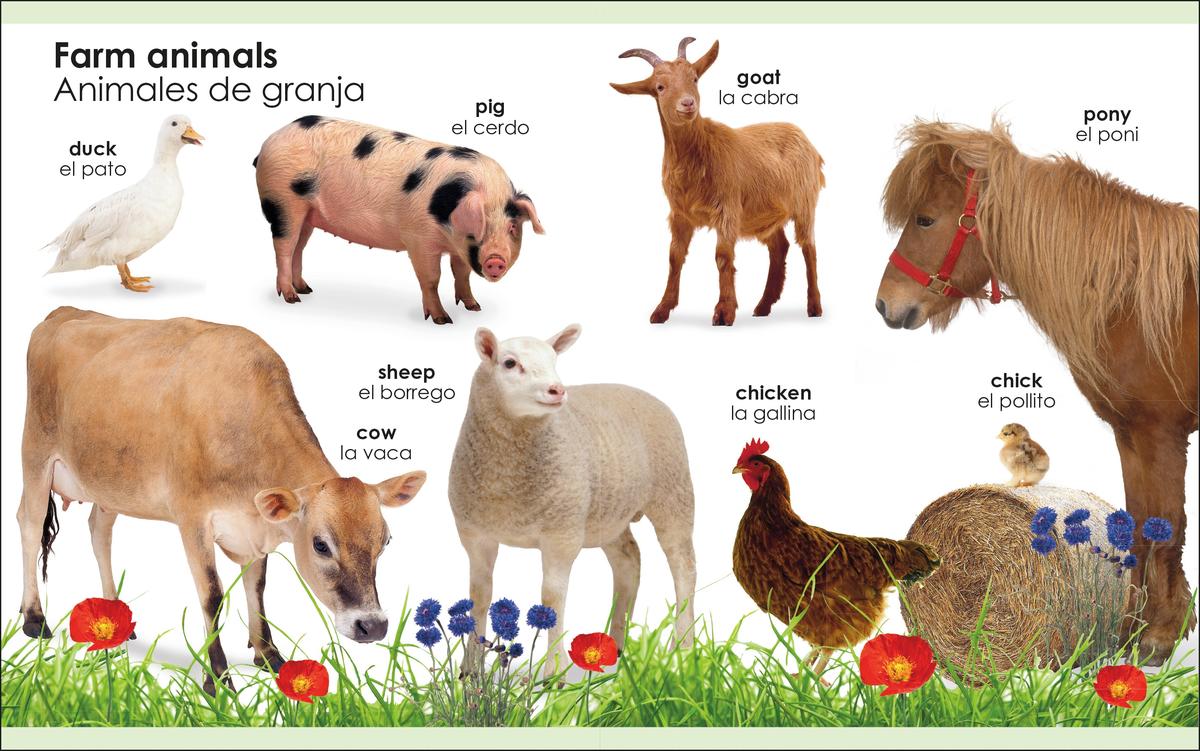 My First Bilingual Animals