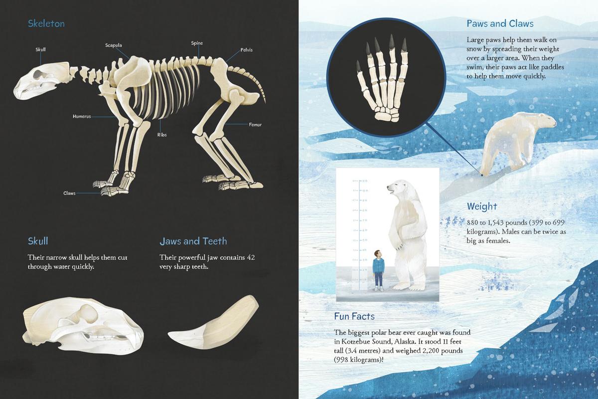 Animals Illustrated: Arctic Land Mammals