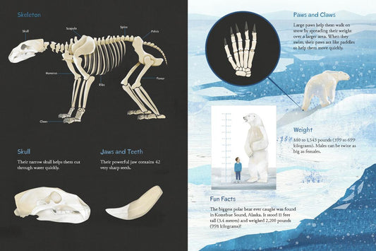 Animals Illustrated: Arctic Land Mammals